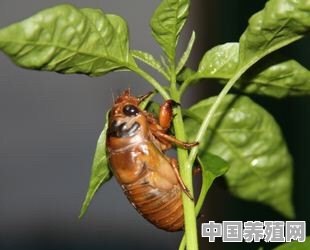 一种金蝉快速高效人工养殖方法 - 中国养殖网