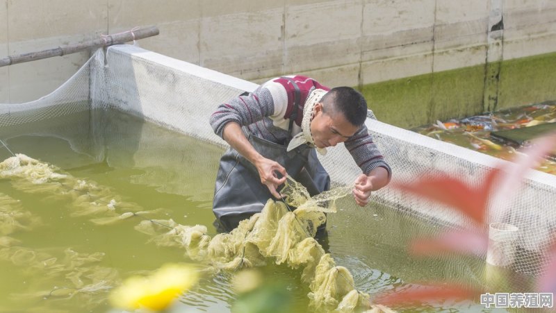 鱼籽可以喂鱼么 - 中国养殖网