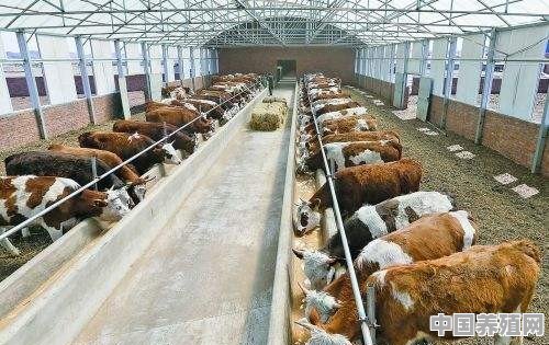 现代农村养牛前景如何，值得大规模饲养吗？肉牛圈养好还是散养更适合农村 - 中国养殖网