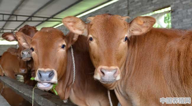 现代农村养牛前景如何，值得大规模饲养吗？肉牛圈养好还是散养更适合农村 - 中国养殖网