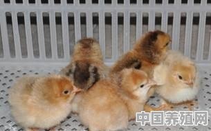 皖南土鸡多少日开始产蛋 - 中国养殖网