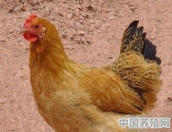皖南土鸡多少日开始产蛋 - 中国养殖网