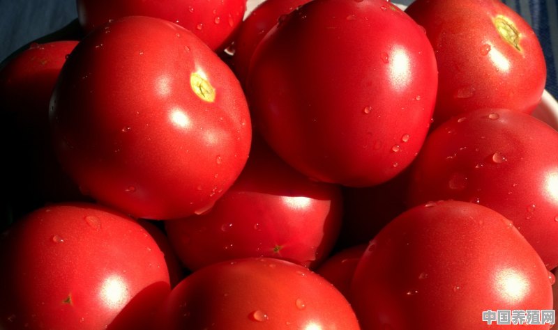 阳台西红柿的种植方法 - 中国养殖网