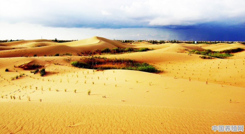 没骗人吧，沙漠里能种水稻 - 中国养殖网