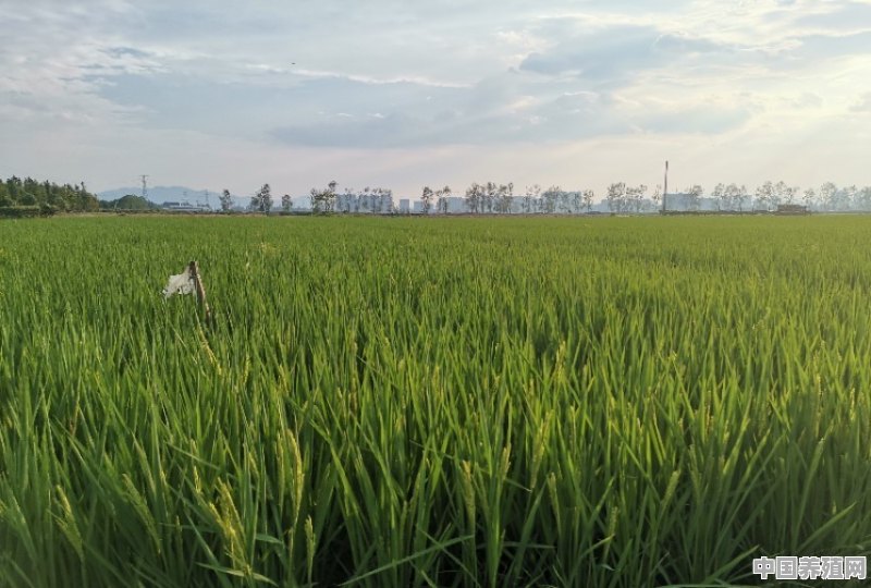 新时代农民出路在哪 - 中国养殖网