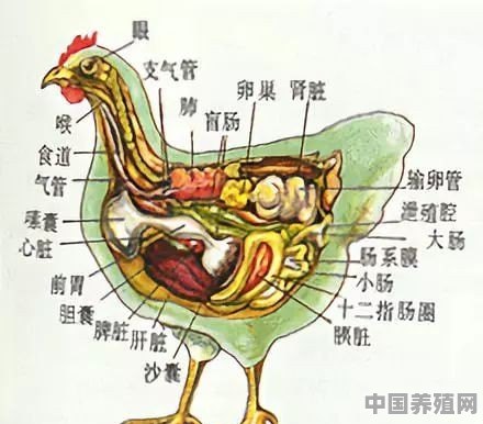 如何做油苗能更好的减少鸡应激 - 中国养殖网