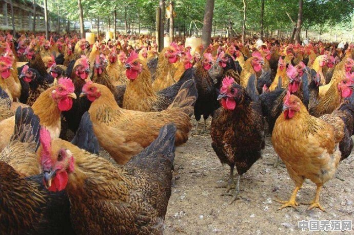 如何做油苗能更好的减少鸡应激 - 中国养殖网