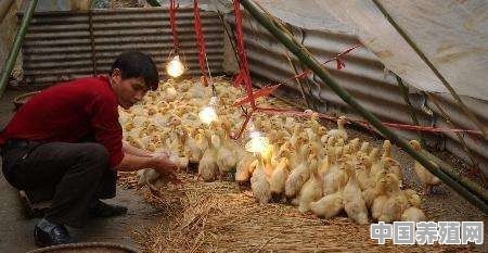 冬季怎样给鸭子防寒 - 中国养殖网