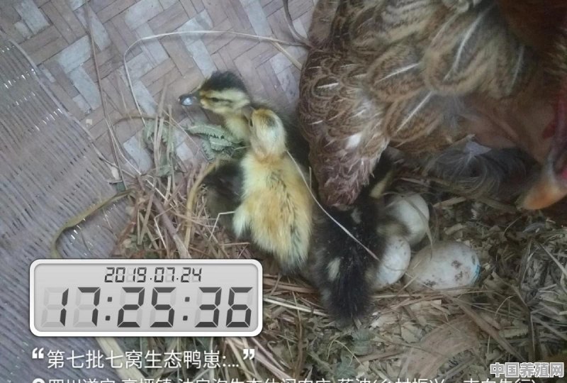 冬季怎样给鸭子防寒 - 中国养殖网
