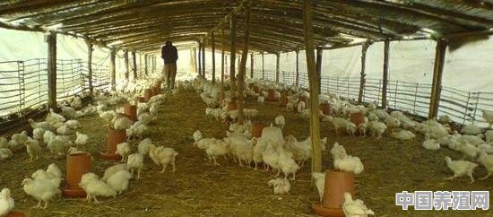 养鸡用什么药比较好 - 中国养殖网