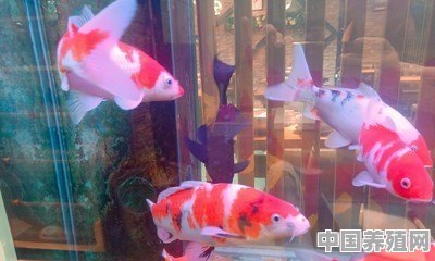 为什么观赏鱼分为普通鱼和种鱼 - 中国养殖网