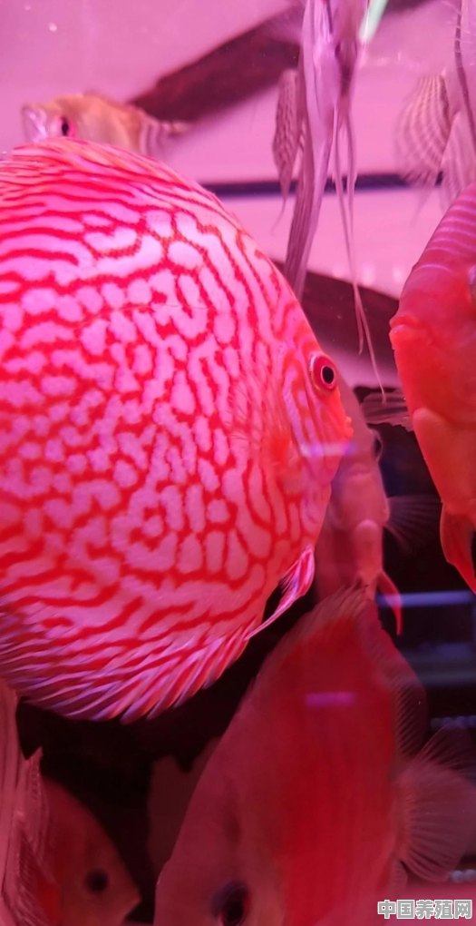 为什么观赏鱼分为普通鱼和种鱼 - 中国养殖网
