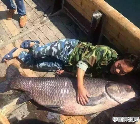 钓过最大的鱼是什么鱼 - 中国养殖网