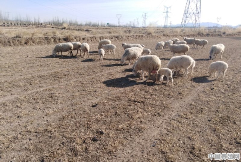 怎么让羊多吃草 - 中国养殖网