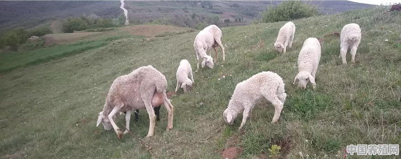 怎么让羊多吃草 - 中国养殖网