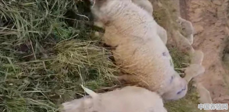 新手入手养羊，到底是买小羊划算，还是买大羊靠谱 - 中国养殖网