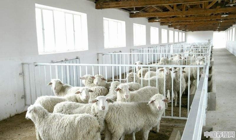 新手入手养羊，到底是买小羊划算，还是买大羊靠谱 - 中国养殖网