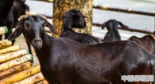 养殖哪些品种的肉羊利润高、口感佳 - 中国养殖网