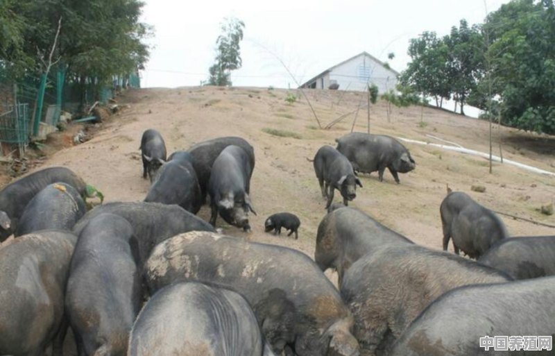 养猪吃什么最省钱 - 中国养殖网