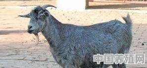 山东单县的青山羊养殖基地在什么地方 - 中国养殖网