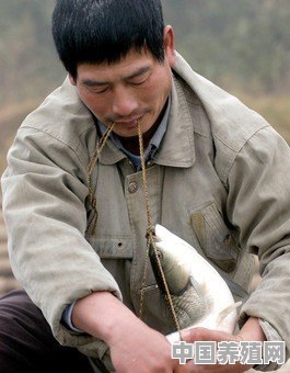 翘壳鱼(白鱼)怎么养 - 中国养殖网