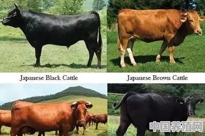 日本和牛为什么牛 - 中国养殖网