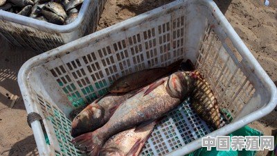 胖头鱼什么时候产卵 - 中国养殖网