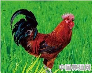 虫草鸡适不适合在安徽平原养殖 - 中国养殖网