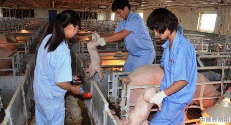 在农村养猪，猪的免疫接种方法有哪些？接种时应注意哪些问题 - 中国养殖网
