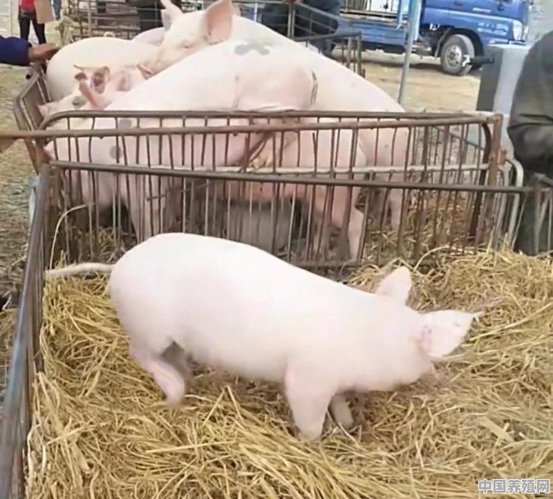 在农村养猪，猪的免疫接种方法有哪些？接种时应注意哪些问题 - 中国养殖网