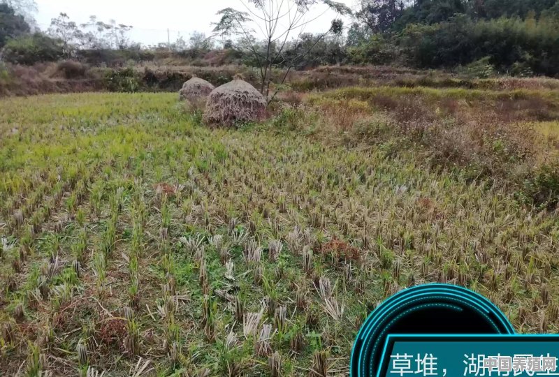 稻田里有很多福寿螺怎么治理 - 中国养殖网