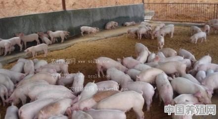 在农村的田地里搞个现代化的养猪场可以吗 - 中国养殖网