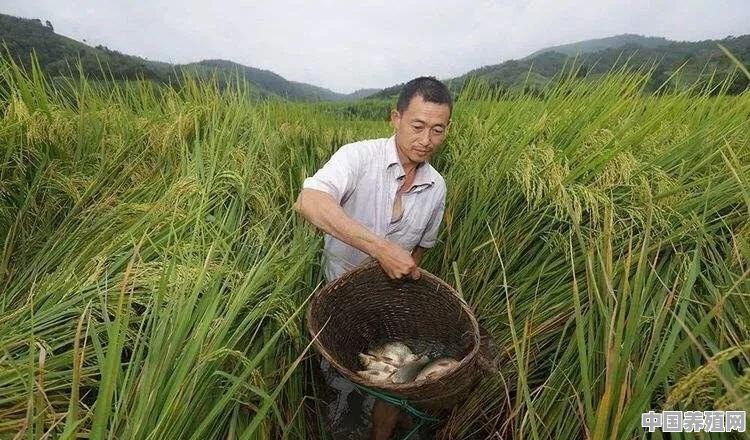 南方稻田养什么鱼 - 中国养殖网