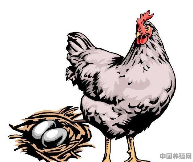 养殖野鸡需要什么场地条件 - 中国养殖网