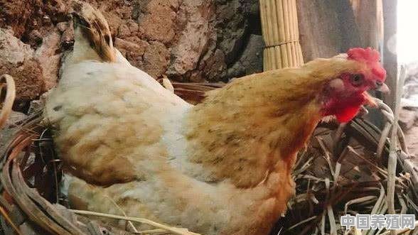 养殖野鸡需要什么场地条件 - 中国养殖网