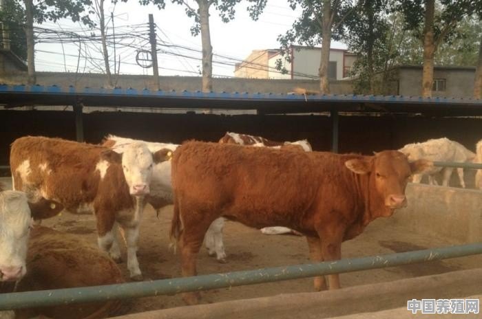 想回农村养牛，一个劳动力最多能养多少头牛 - 中国养殖网