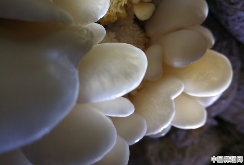 蘑菇怎么养殖好 - 中国养殖网