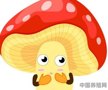 蘑菇怎么养殖好 - 中国养殖网