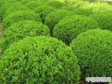 球类风景树种什么好 - 中国养殖网