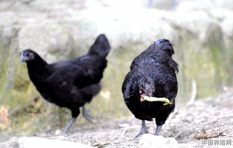 关于农村养鸡的环保要求 - 中国养殖网