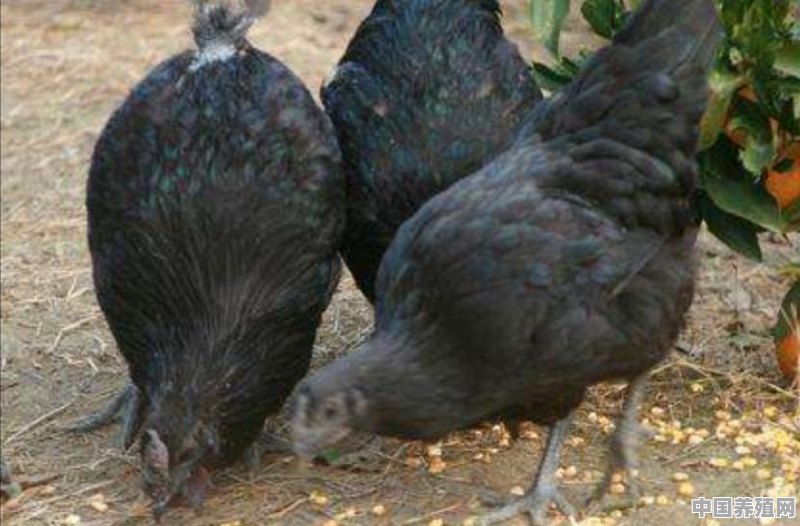 关于农村养鸡的环保要求 - 中国养殖网