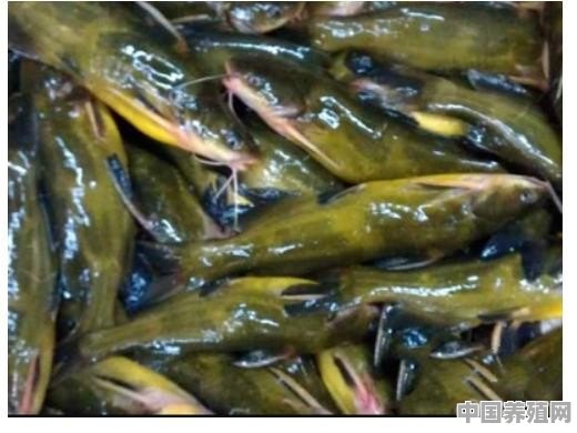 如何在池塘养殖黄颡鱼的方法 - 中国养殖网