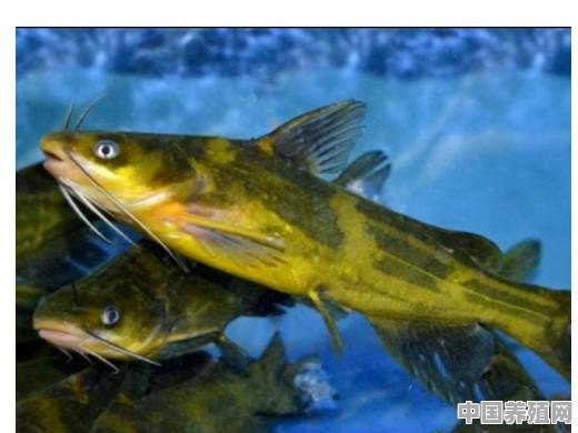 如何在池塘养殖黄颡鱼的方法 - 中国养殖网