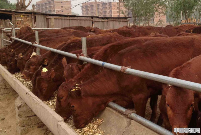 一头育肥牛饲养一年需要多少草？养殖时要注意什么 - 中国养殖网