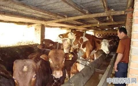 一头育肥牛饲养一年需要多少草？养殖时要注意什么 - 中国养殖网