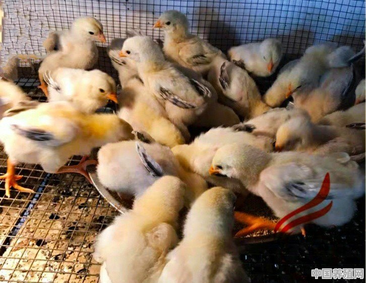 新手准备养四五百只小鸡，前期需要注意些什么 - 中国养殖网