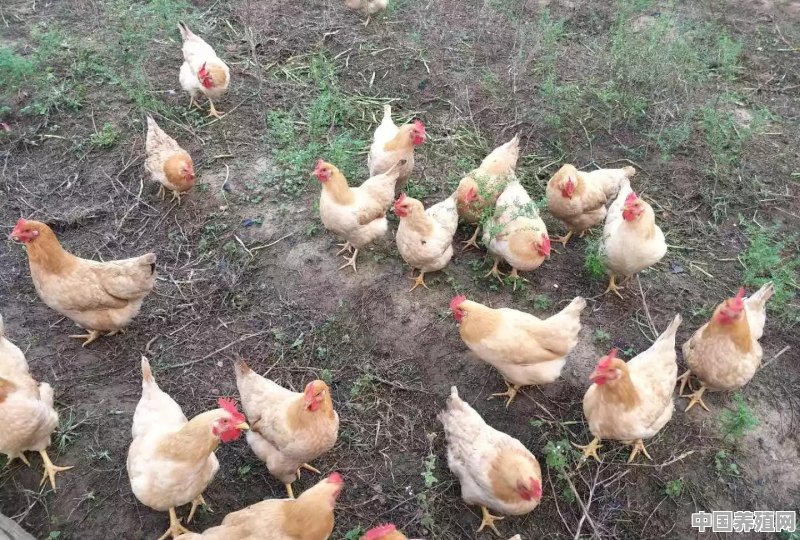 养什么品种鸡不得瘟疫 - 中国养殖网