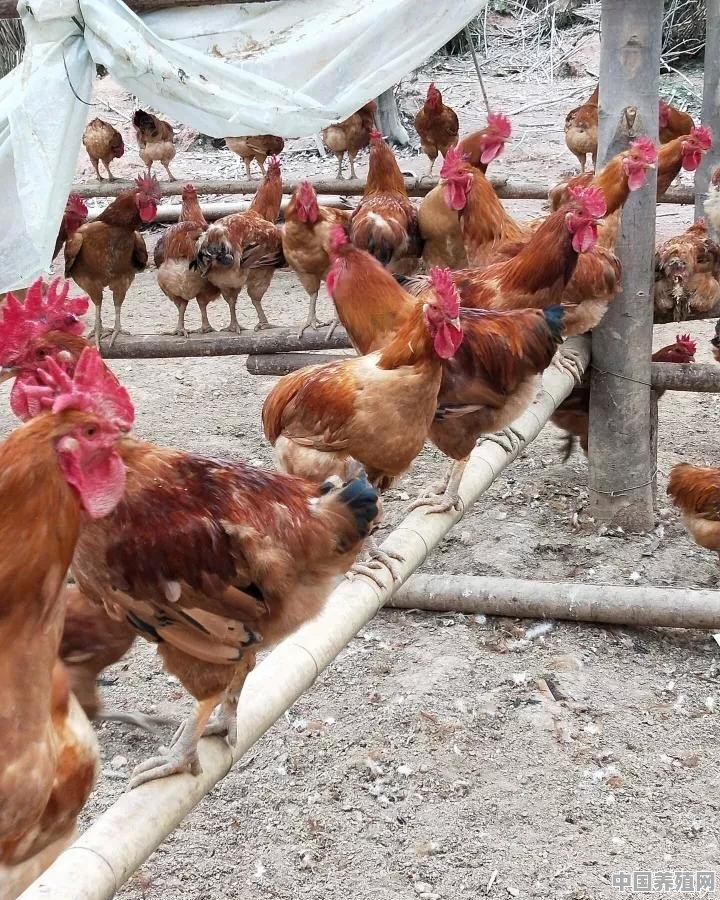 养什么品种鸡不得瘟疫 - 中国养殖网