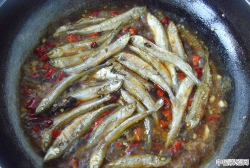 火焙鱼制作方法与详细步骤 - 中国养殖网
