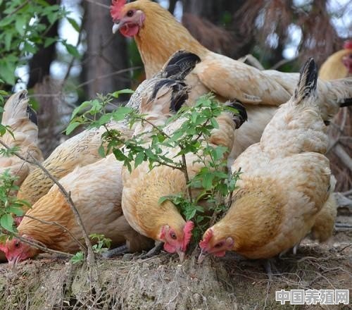 想在老家散养土鸡，如何搭建鸡舍比较合理 - 中国养殖网